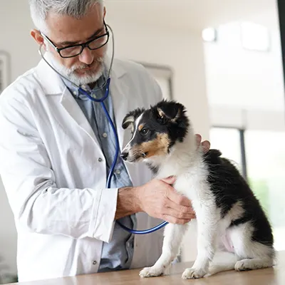 Santé du chien