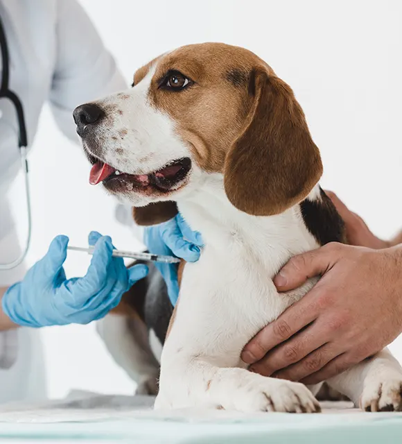 Vacciner votre chien