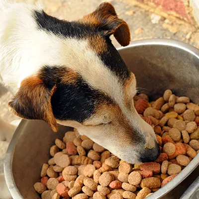 les clés d'un chien épanoui