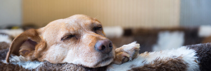 panier pour chien