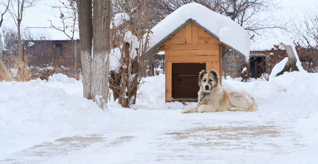 Berger allemand debout à l'intérieur d'une niche en bois XXL vue en coupe latérale montrant la marge de hauteur confortable au-dessus de la tête du chien
